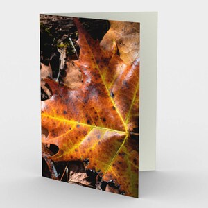 Carte feuille d’automne, cartes De note vierges, Cartes De note nature, Cartes de vœux, Trois cartes de note, 5x7 Cartes, Carte Blanche Nature, Toutes les cartes Occasion