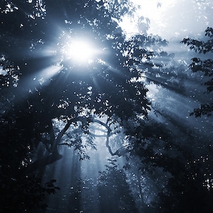 Ethereal Tree Photography, Sunbeams through the Trees Photograph, Fine Art Nature Photo Print