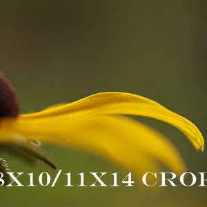 Puede incluir: Primer plano de un p&eacute;talo de flor amarillo con un centro marr&oacute;n oscuro. El p&eacute;talo est&aacute; curvado y tiene una textura suave y aterciopelada.