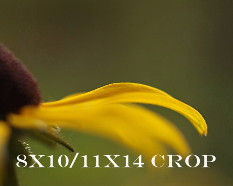 Puede incluir: Primer plano de un p&eacute;talo de flor amarillo con un centro marr&oacute;n oscuro. El p&eacute;talo est&aacute; curvado y tiene una textura suave y aterciopelada.