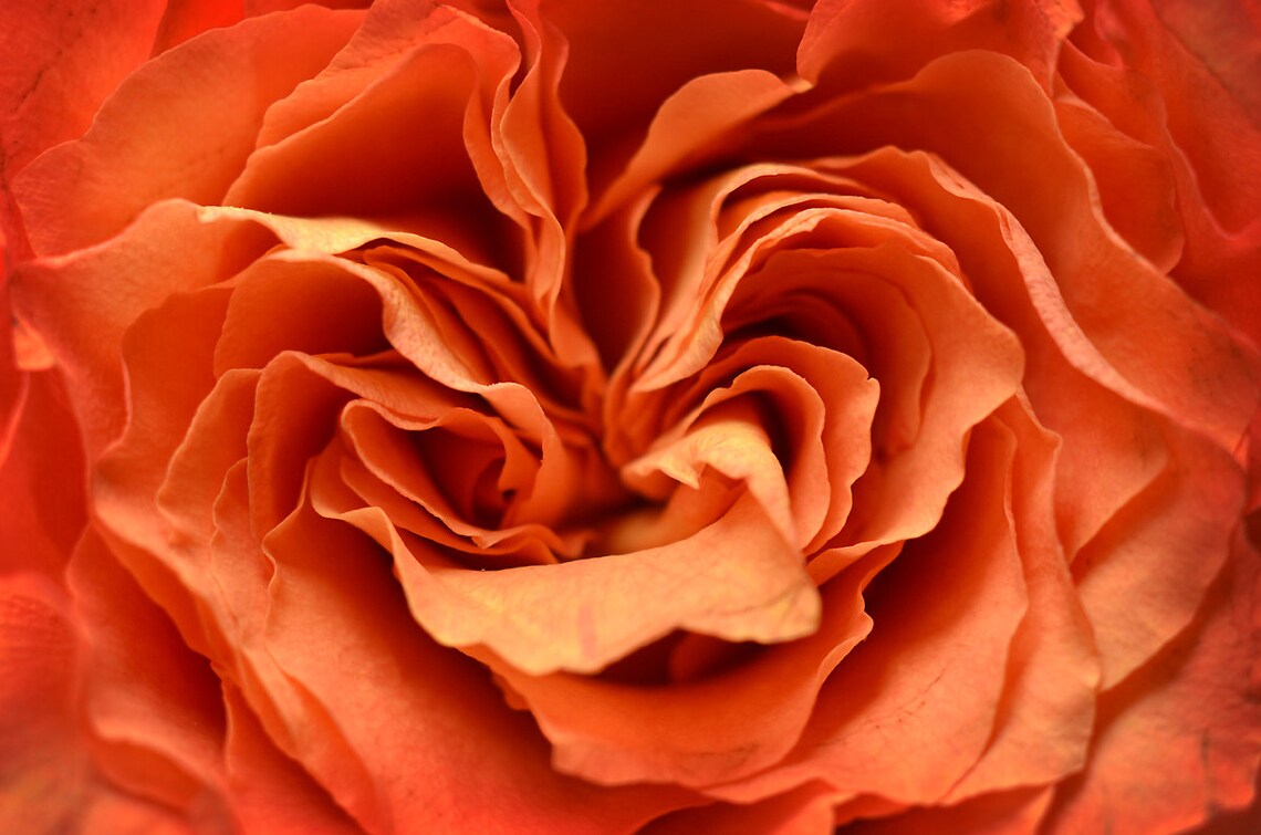 Abstract Rose Flower Photograph Three Print Set Orange Rose Etsy