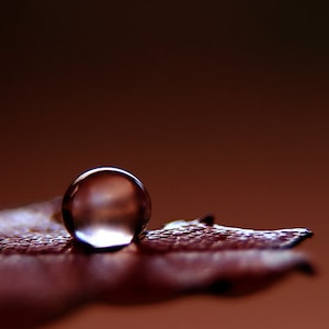 Macro Water Drop Photograph, Fine Art Living Room Wall Art, Merlot Burgundy Bedroom Decor, Horizontal Wall Art, Autumn Leaf Photography