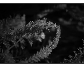 Fern Photograph, Forest Fern Photography, Fine Art Black and White Nature Photo Print Nature Photography Gifts, Office Lobby Wall Decor