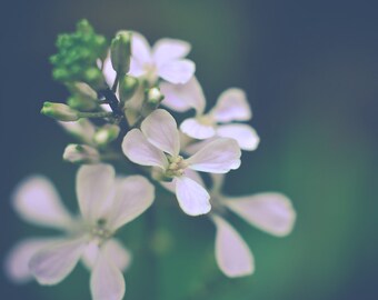 Dreamy Wild Phlox Flower Photograph, Fine Art Floral Print