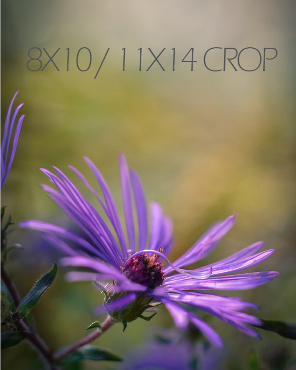 Purple Flower Photograph Floral Vertical Wall Art Botanical Etsy