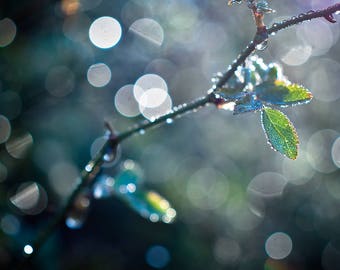 Dew Drop Green Leaf Photograph, Bokeh Nature Art Print