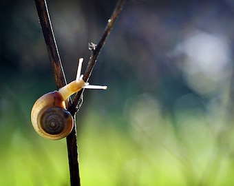 Close Up Garden Snail Photograph, Macro Photography, Fine Art Nature Photo Print