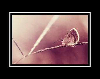 Butterfly Photograph, Ethereal Photo Print, Dusty Rose Pink Nature Photography, Horizontal Bedroom Wall Art, Butterfly Fine Art Nature Photo