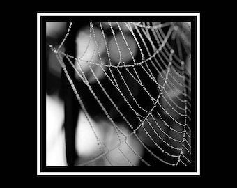 Dew Covered Cobweb Photography, Gothic Black and White Square Print