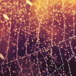 Glowing Orange Spider Web Macro Photograph, Rain Showers Panoramic Wall Art, Wide Panorama Photo Print, Magenta Cob Web Photography