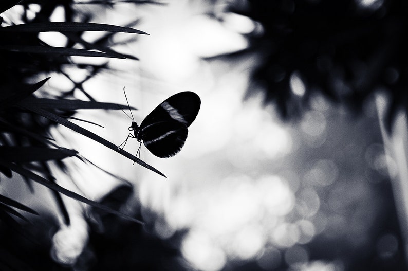 Bildresultat fÃ¶r gothic butterfly