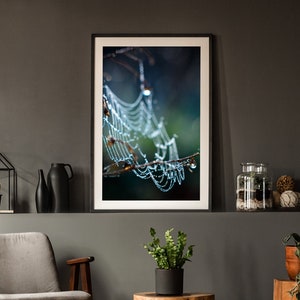 May include: A framed photograph of a spider's web covered in dewdrops, hanging from a branch in a woodland. The web is illuminated by the sun, creating a sparkling effect.
