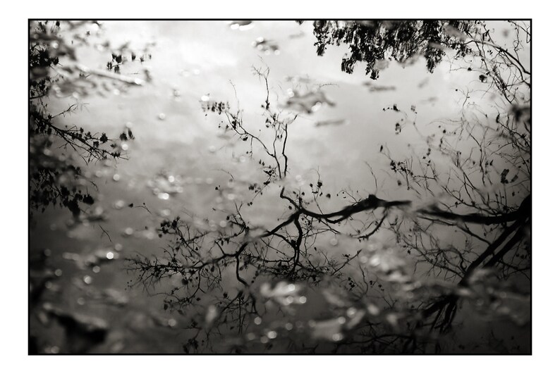 Black & White Nature Photograph Tree and Sky Water Reflection Etsy