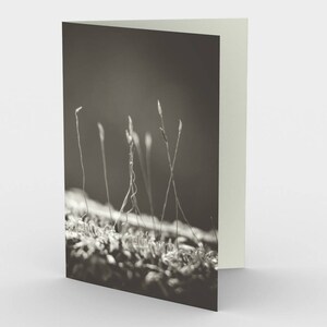 Carte De mousse éthérée, cartes de note vierges, cartes de note de nature, cartes de vœux, trois cartes de note, 5x7 cartes, carte Blanche Nature, toutes les cartes Occasion