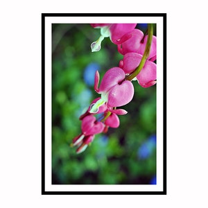 Flower Photograph, Pink Bleeding Hearts Photo Print, Botanical Vertical Wall Art Home Decor, Spring Floral Photography Fine Art Nature Print image 4