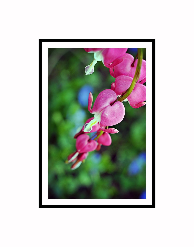 Flower Photograph, Pink Bleeding Hearts Photo Print, Botanical Vertical Wall Art Home Decor, Spring Floral Photography Fine Art Nature Print image 4