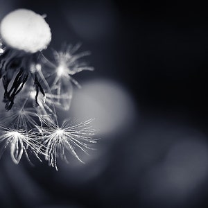 Dandelion Seed Photograph, Botanical Photography, Close Up Nature Photo Print, Art Lovers Gift Bedroom Living Room Office Lobby Wall Decor image 1