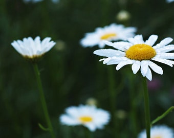 White Daisy Flower Photograph, Floral Nature Photography, Daisy Photo Print, Gift for Mothers Day