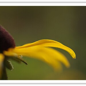 Puede incluir: Primer plano de un p&eacute;talo de flor amarillo con un centro marr&oacute;n oscuro. El p&eacute;talo est&aacute; curvado y tiene una textura suave y aterciopelada.