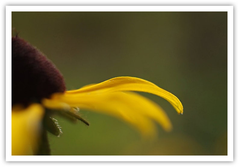 Puede incluir: Primer plano de un p&eacute;talo de flor amarillo con un centro marr&oacute;n oscuro. El p&eacute;talo est&aacute; curvado y tiene una textura suave y aterciopelada.
