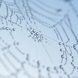 May include: A close-up of a spider's web covered in dewdrops. The web is made of fine, delicate strands and the drops of water are clear and round. The background is a soft blue.