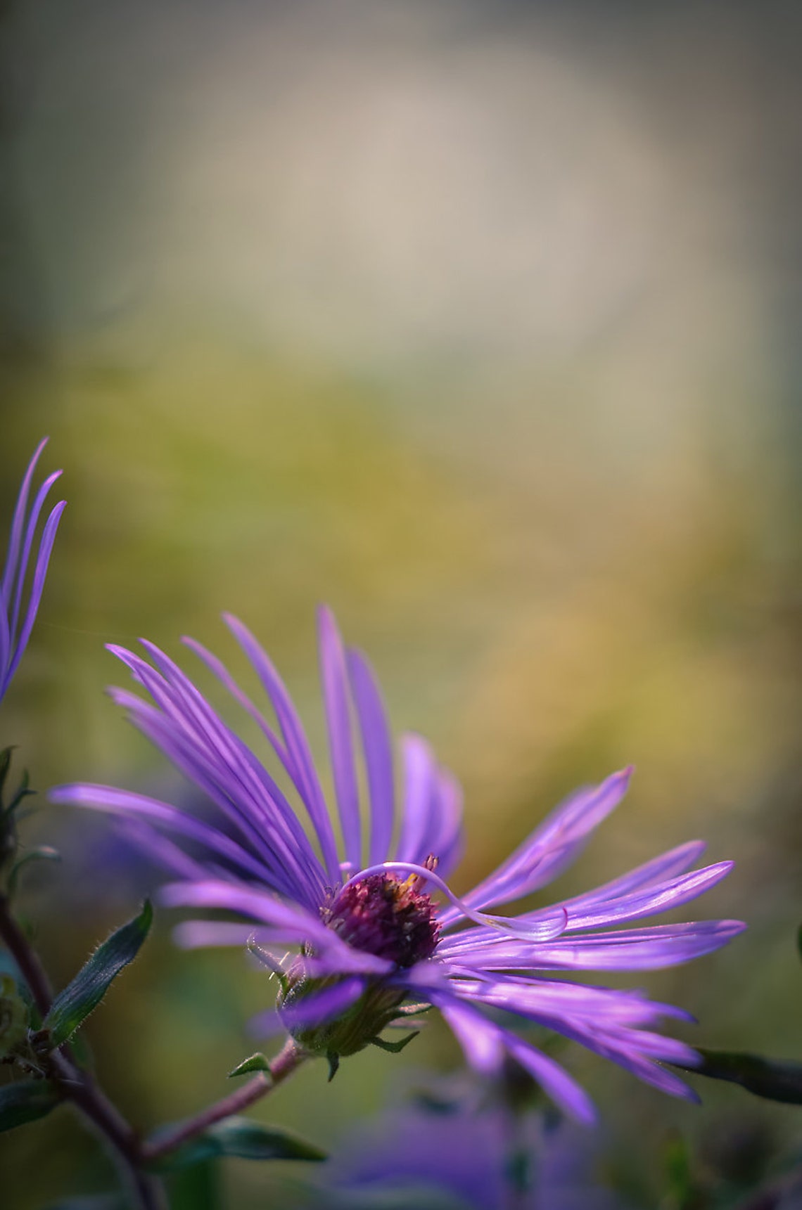Purple Flower Photograph Floral Vertical Wall Art Botanical Etsy