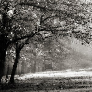Moody Neggy Landscape Fotografia, Fotografia Naturalia, Alberi Monocromatici con Raggi del Sole che brillano attraverso la stampa fotografica