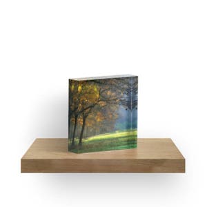 May include: A photograph of a forest scene with trees in the background and a grassy field in the foreground. The trees are mostly bare, but some have yellow leaves. The field is green and there is a light mist in the air.