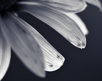 Blaues Gänseblümchen Fotodruck, minimalistisches Blumenwanddekor