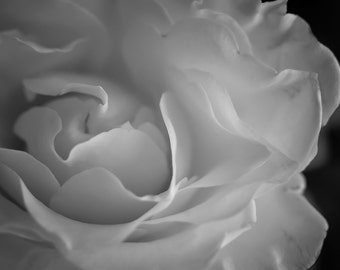 Fotografía monocromática de una rosa, decoración floral para pared