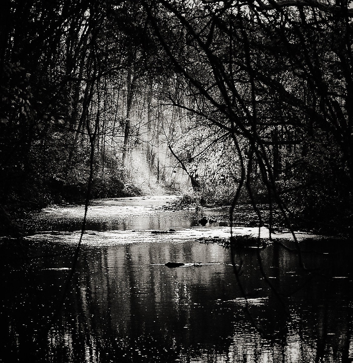 Gothic Landscape Photograph, Sunbeams Through Trees Photography, Tree ...