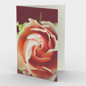 Peach Pink Rose Flower Blank Note cards, Nature Greeting Cards, Three 5x7 Note Cards, Floral All Occasion Cards