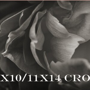 May include: A close-up black and white photograph of a flower with soft, delicate petals.