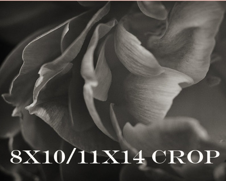 May include: A close-up black and white photograph of a flower with soft, delicate petals.