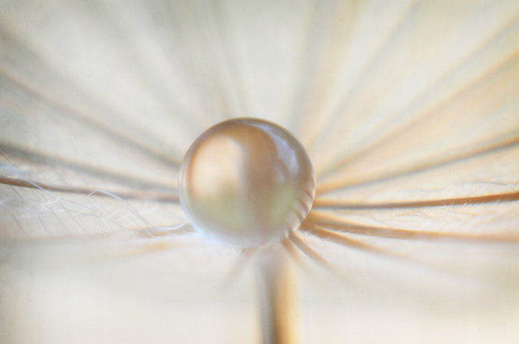 White Pearl Water Drop Macro Photography, Ethereal Bedroom Wall Art, Nature Photograph, Fine Art Macro Still Life Photo Print