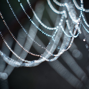 May include: A close-up of a spider's web with dewdrops, creating a shimmering effect. The web is made of thin, delicate strands, and the dewdrops are small and round. The background is dark and blurred.