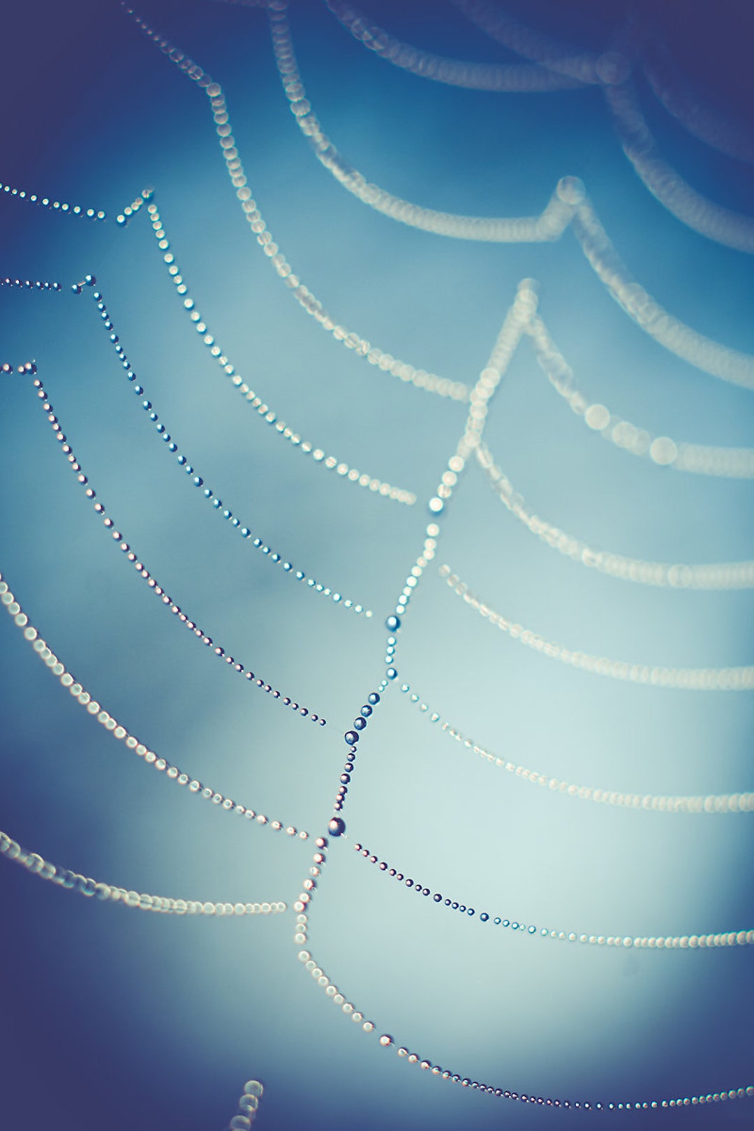 Macro Cobweb Photography, Nature Photo Print, Dew Drops and Spider Web ...