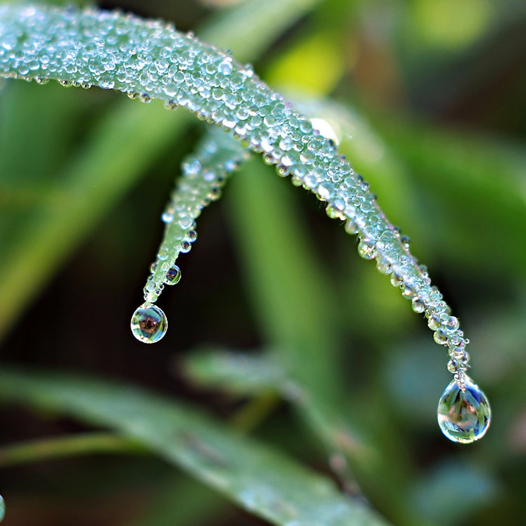 Buy Dew Drops in Grass Macro Photograph Water Drop Photography ...