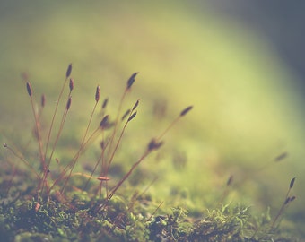 Ethereal Macro Photography, Dreamy Fairyland Moss Woodland Photograph, Green Yellow Nature Fine Art Photo Print