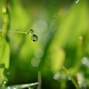 May include: A close-up of two water droplets on a blade of grass. The droplets are round and clear, reflecting the green grass and blurred background.