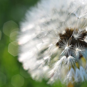 Puede incluir: Un primer plano de un diente de león blanco con semillas delicadas y plumosas. Las semillas están dispuestas en un patrón circular, creando una textura suave y esponjosa. El fondo está desenfocado, creando un efecto de ensueño y etéreo.