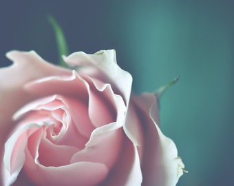 Pink Rose Flower Photograph, Vintage Style Floral Art Print