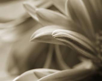 Sepia Flower Photograph, Abstract Close Up Flower Petals Photography, Brown Abstract Floral Macro Fine Art Nature Square Photo Print