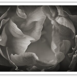 May include: A close-up black and white photograph of a flower with delicate petals.