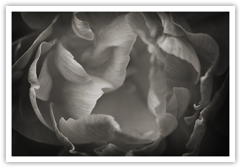 May include: A close-up black and white photograph of a flower with delicate petals.
