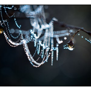 Spider Web Photography, Nature Photo Print, CobWeb Photograph, Dew Drop Living Room Decor, Art Lovers Gift Bedroom Office Wall Decor