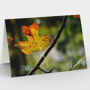 Tarjeta de hoja de otoño, tarjetas de notas en blanco, tarjetas de notas de la naturaleza, tarjetas de felicitación, tres tarjetas de notas, tarjetas 5x7, tarjeta en blanco de la naturaleza, todas las tarjetas de ocasión