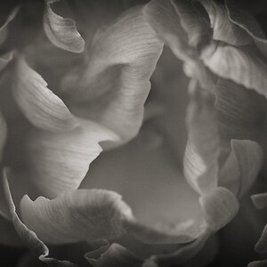 May include: A close-up black and white photograph of a flower, showing the delicate texture of the petals.