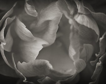 Abstract Peony Flower Photography, Monochrome Floral Home Decor, Close Up Black and White Flower Photo, Fine Art Photo Print
