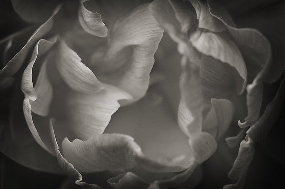 Abstract Peony Flower Photography, Monochrome Floral Home Decor, Close Up Black and White Flower Photo, Fine Art Photo Print